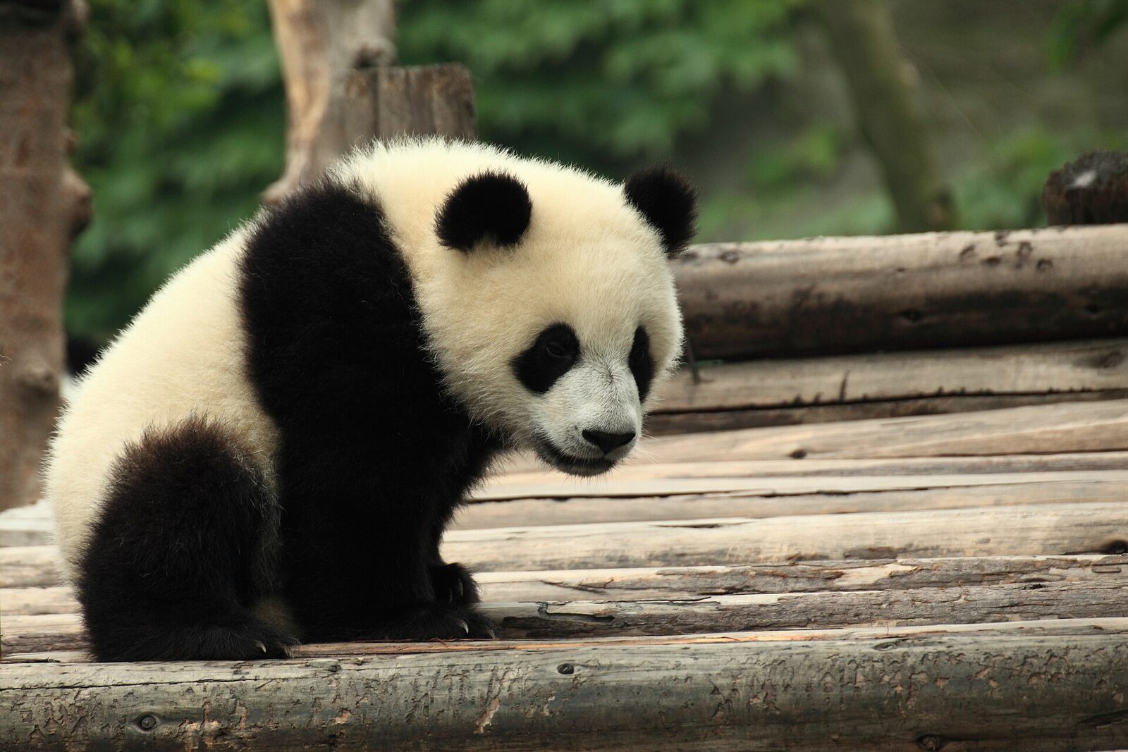 Chengdu: Chengdu Research Base Giant Panda