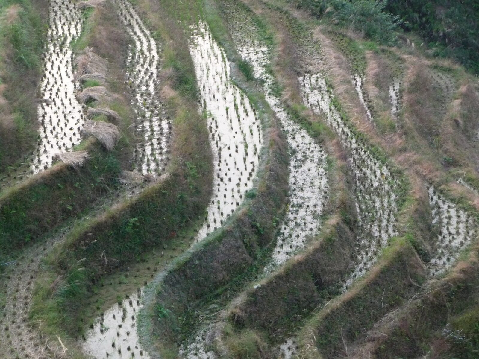 Guilin: Longji Rice Terraces